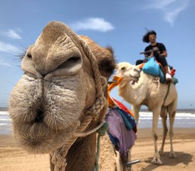 8 Day All-Inclusive Horse Riding Holiday With Yoga and Stretching in Oceanfront Riad, Agadir Morocco - Photo 4
