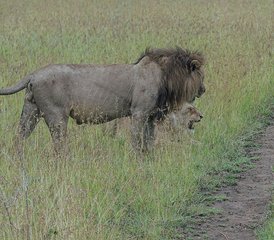 113-Daagse Tarangire Serengeti en Ngorongoro Krater Safari in Tanzania - Photo 1