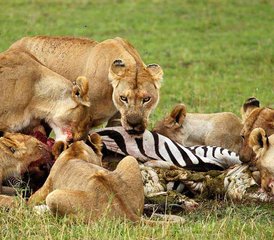 9 Tage Safari mit der Chance, die Große Migration beim Überqueren des Mara-Flusses zu sehen in Tansania - Photo 5