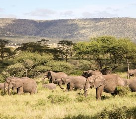 84 Day Game Drive and Boat Safari in Nyerere National Park with Departure from Zanzibar, Tanzania - Photo 1