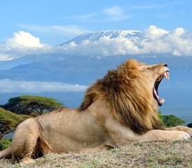 103 jours en stage de safari en camping au parc national d’Amboseli, Kenya - Photo 1