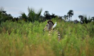 Moremi-Wildreservat Retreats und Reisen