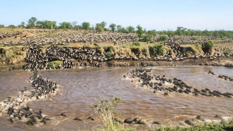 3 Jours De Safari Au Masai Mara, Kenya