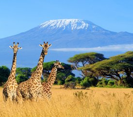 3 días de safari en el Parque Nacional de Amboseli, Kenia, con una experiencia en tren moderno - Photo 4