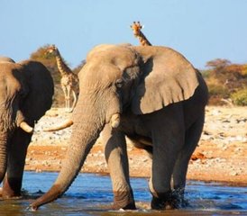 6 días de safari privado en Etosha, Swakopmund y Sossusvlei con excursión por el desierto en Namibia - Photo 4