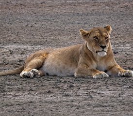 2-Tage Ngorongoro-Krater-Safari und Arusha-Stadtrundfahrt - Photo 3