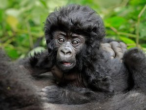 5 Days Adventurous Primate Safari in Rwanda