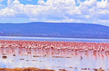 4 Tage Samburu und Lake Nakuru Safari in Kenia