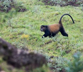 4 jours safari de trekking des gorilles de montagne au parc national des Volcans, Rwanda - Photo 4