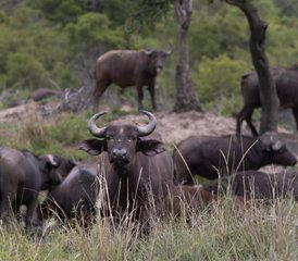 9 Día Safari de Senderismo y Conservación en el Gran Parque Nacional Kruger Solo para Mujeres - Photo 5