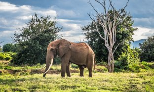 Tsavo-East-Nationalpark Retreats und Reisen