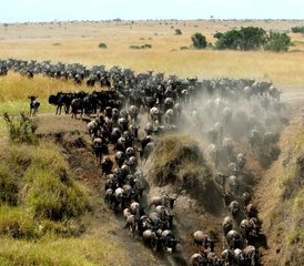 11 Tage Das Beste von Kenia und Tansania Safari: Masai Mara, Nakurusee, Amboseli, Manyarasee, Ngorongoro - Photo 3