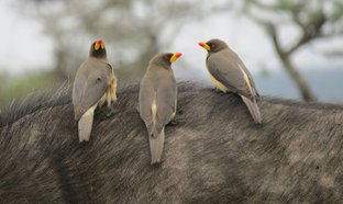 Ol Pejeta Conservancy Retreats und Reisen