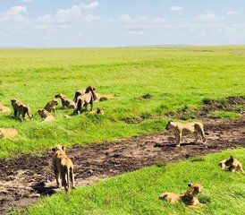 5 jours safari faune exceptionnel et aventure Big Five en Tanzanie, Tanzanie - Photo 5