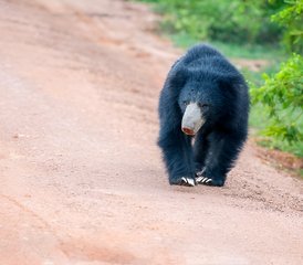 11 Tage Leopard Wildlife Tour in Wilpattu, Wasgamuwa, Kumana und Yala Nationalparks in Sri Lanka - Photo 3
