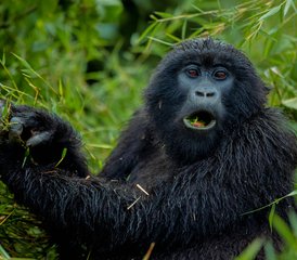 2 Tage Gorilla-Safari-Abenteuer im Volcanoes-Nationalpark, Ruanda - Photo 2