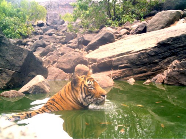 4 Day Wildlife Safari in Kailadevi Wildlife Sanctuary - BookAllSafaris.com