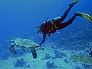 5 Tage Schnorchel und Tauchcamp für Anfänger in Sigiriya Rock, Pigeon Island, und Trincomalee, Sri Lanka