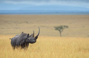 3 Day Great Migration Budget Camping Safari in Maasai Mara National Reserve, Kenya 