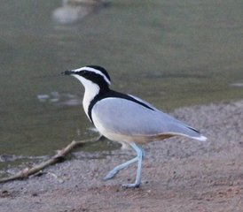 15-Daagse Ghana Mega Picathartes & Upper Guinea Endemics - Photo 4