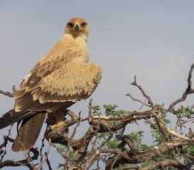 5 jours safari dans le Kgalagadi avec conduite autonome guidée de catégorie intermédiaire, Afrique du Sud - Photo 2
