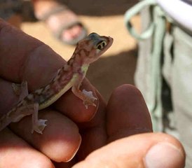 5 días de tour por el desierto del Namib, Sossusvlei y la costa en Namibia - Photo 5