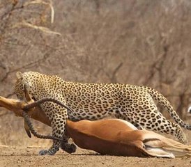 73 Tage Mikumi-Nationalpark und Maasai-Kultur-Erlebnis in Tansania - Photo 1