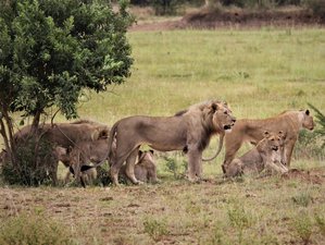 3 Day Masai Mara Safari Private Safari