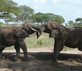 4 Tage Ngorongoro-Krater, Lake Manyara und Tarangire-Nationalpark Safari in Tansania - Photo 4