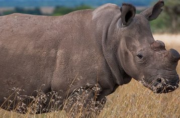 5 Tage Zentrale Hochland Safari in Kenia