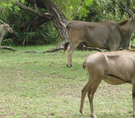 24 Tage Mombasa Safari Erkundung - Photo 1