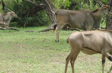4 Tage Mombasa Safari Erkundung