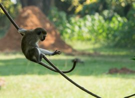 Entebbe Retreats und Reisen