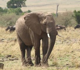 3-Daagse Begeleide Safari in Taita Hills Wildlife Sanctuary en Ngutuni Game Sanctuary in Kenia - Photo 4