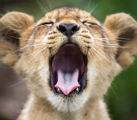 7 Day Private Safari the Best of Tanzania With Sustainable Approach to Travel - Photo 2