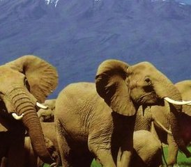 7 jours en stage de safari exceptionnel à Masai Mara, au lac Nakuru, au lac Naivasha et au parc national d’Amboseli - Photo 3