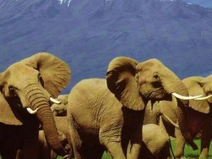 7 Days Masai Mara, Lake Nakuru, and Amboseli Safari in Kenya 