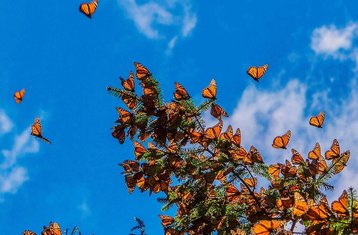 7 días de retiro de yoga y bienestar: Abre tus Alas en Michoacán, México