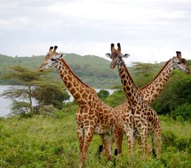 47 jours safari privé au parc national du Serengeti et au-delà, Tanzanie - Photo 1