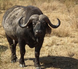 6 jours en stage de safari camping au Kenya - Photo 3