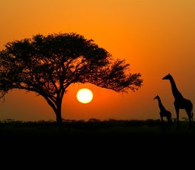 7 jours explorez le cœur de la Tanzanie: safari dans le Serengeti, Tarangire et le cratère du Ngorongoro - Photo 3