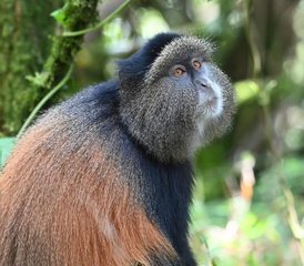 9 Day Wildlife and Gorilla Safari in Rwanda and Uganda - Photo 2