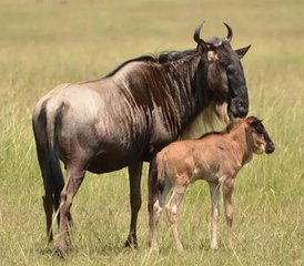 56 Day The Great Migration Calving Season Safari in Tarangire, Ndutu Plains, and More in Tanzania - Photo 1