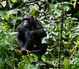 3-Tage Gorilla-Trekking-Safari im Bwindi-Impenetrable-Nationalpark, Uganda - Photo 2