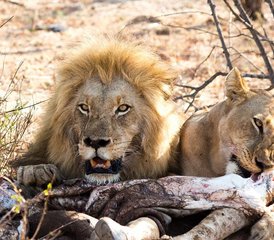 6 Tage Luxus-Safari im Balule Naturreservat und Kruger-Nationalpark, Südafrika - Photo 2