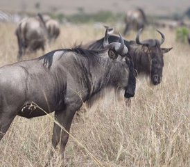4 días de safari de acampada en Tanzania - Photo 3