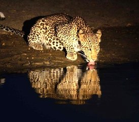 2 Tage Private Gnu-Wanderung Kenia Safari Tour mir Ballonfahrt - Photo 3