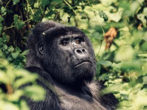 3 Day Uganda Gorilla Trekking Tour in Bwindi Impenetrable National Park