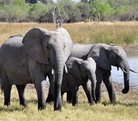 410 Tage Entdecke Wildtiere Safari in Uganda - Photo 1