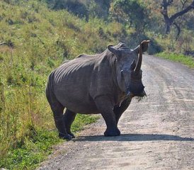 4 Tage Entdecken Sie den malerischen Krüger-Nationalpark: Private Big-Five-Safari in Südafrika - Photo 3